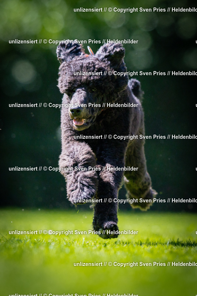 Sven Pries | 2025-08-10 - Hunderennen Durlach - Realisiert mit Pictrs.com