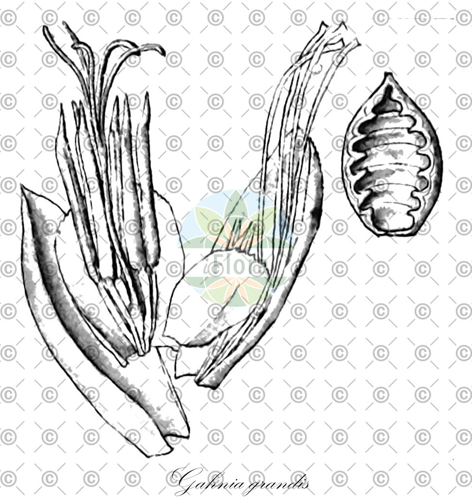 HistAbb_wfo-0000693629_1_ENZY_Simple | Historische Abbildung von Gahnia grandis - Cyperaceae | Historical Illustration of Gahnia grandis - Cyperaceae