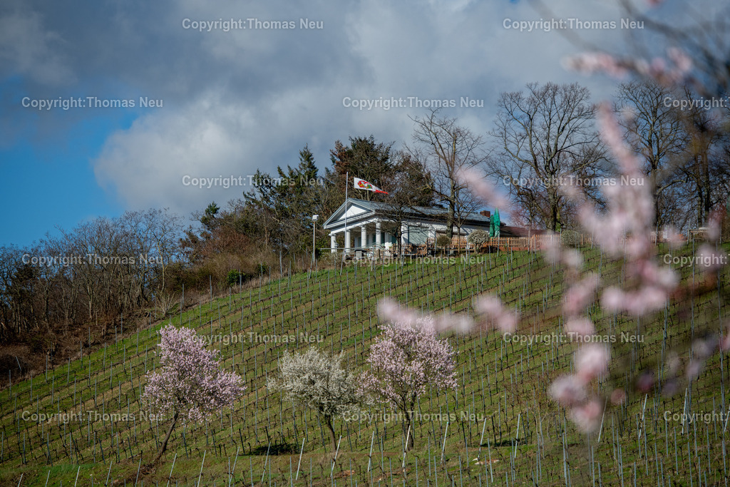 mandelbluete-kirchberg-bensheim-kirchberghaeuschen-Bensheim-Fruehling-bergstrasse-Fotografie-thomas-neu.jpg | Der Kirchberg in Bensheim, Hausberg der Stadt ist das Kirchberghäuschen ein beliebtes Ausflugsziel, im Frühling blühen am Kirchberg die Mandelbäume, ,Bild: Thomas Neu