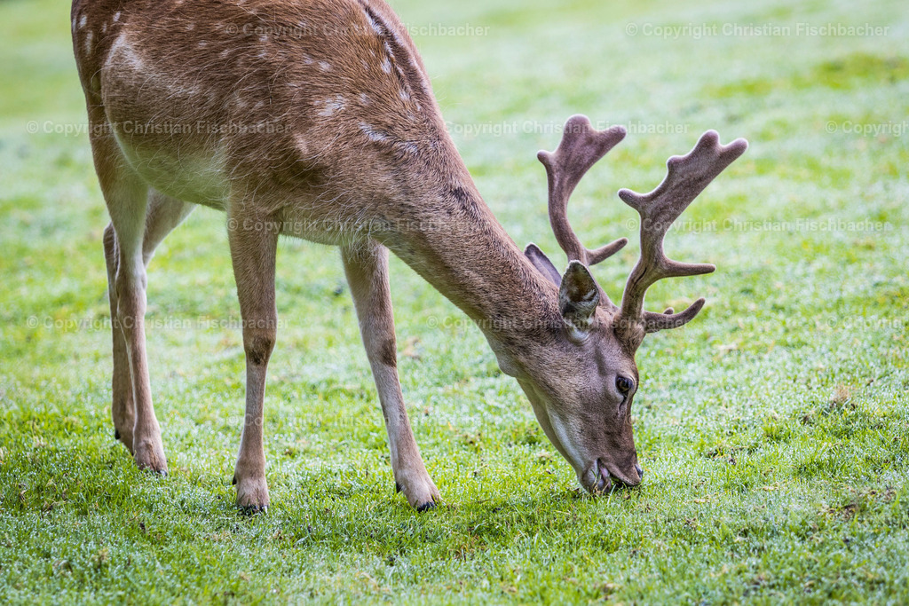 Fotos_Copyright_Chri_Fischbacher_Druck-258 | Bildershop Chri Fischbacher - Realisiert mit Pictrs.com