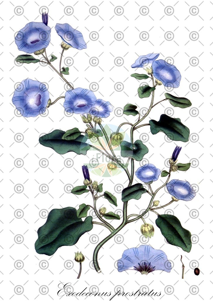 HistAbb_wfo-0000174143_1_ENZY_Simple | Historische Abbildung von Exodeconus prostratus - Solanaceae | Historical Illustration of Exodeconus prostratus - Solanaceae