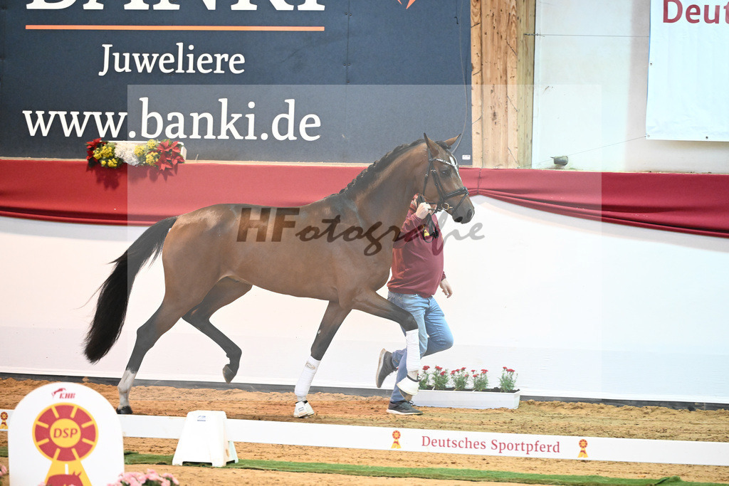 Kat-Nr. 60 Vivino x Soliman de Hus_Berger_43231971 | hf-fotografie - Realisiert mit Pictrs.com