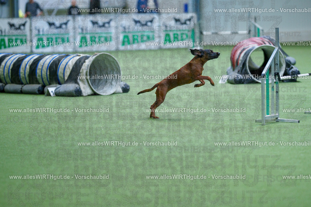 @allesWIRTHgut_Tierfotografie - www.allesWIRTHgut.de - 2604251104-7R501032 | Professionelle Tierfotografie in Mönchengladbach von Daniel Wirth (allesWIRTHgut). Liebevolle & natürliche Bilder von Hunden & Katzen für unvergessliche Erinnerungen.