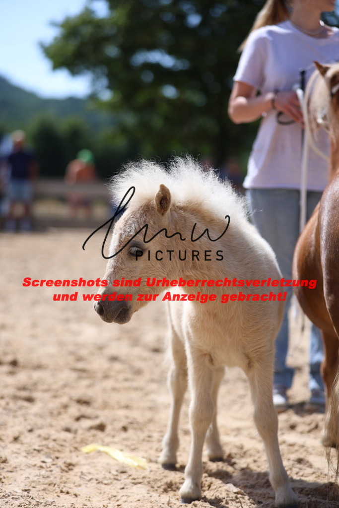 Fohlenschau_Schwäbisch_Hall_Ponys_KN 51_9 | lmwpictures - Realisiert mit Pictrs.com
