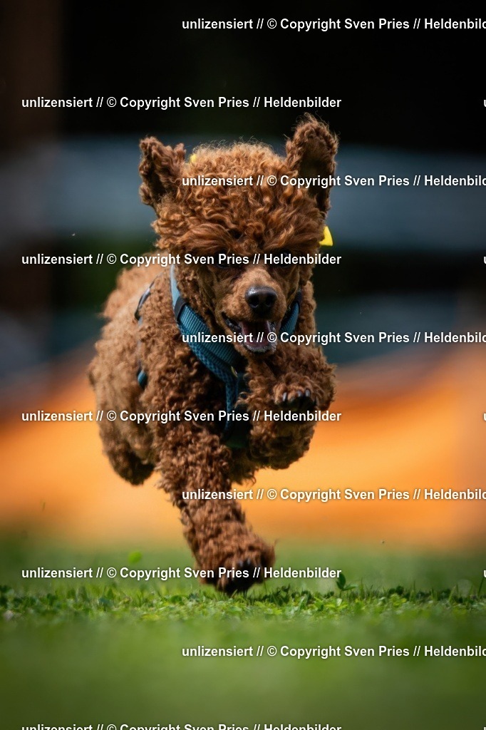 Sven Pries | 19. Allgemeines Hunderennen Karlsruhe Durlach - Realisiert mit Pictrs.com