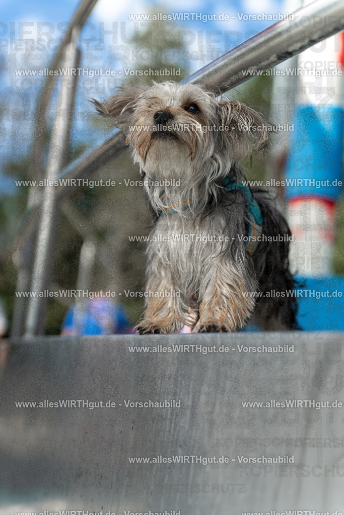 Hundeschwimmen_Volksbad_2026-allesWIRTHgut_Tierfotografie-2609061440-7R501186 | Professionelle Tierfotografie in Mönchengladbach von Daniel Wirth (allesWIRTHgut). Liebevolle & natürliche Bilder von Hunden & Katzen für unvergessliche Erinnerungen.