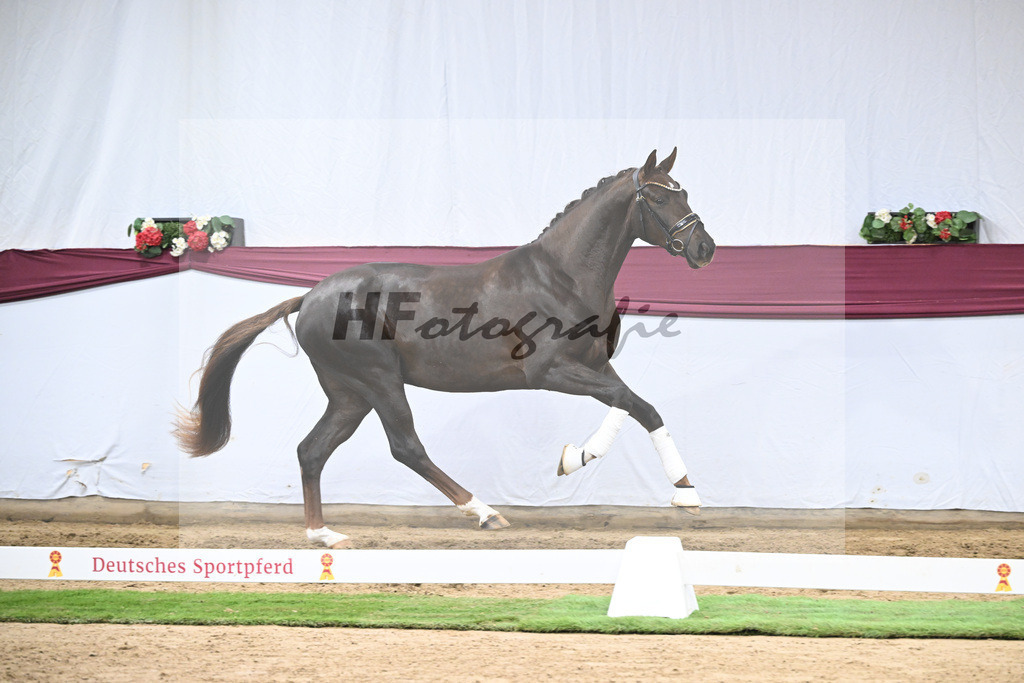 Kat-Nr. 129 Floricello x Dantano_Norbert Hoechsmann_47254316 | hf-fotografie - Realisiert mit Pictrs.com