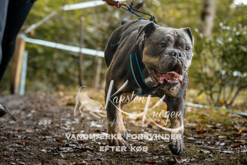 1436DZ6_3232Z6 | kk-dogfotos