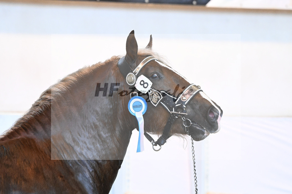 Kat-Nr. 8 v. Valegro_Glonecker_6240183 | hf-fotografie - Realisiert mit Pictrs.com