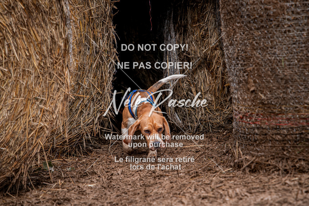 nelerasche_Hunsrück_So09-11_226 | nelerasche