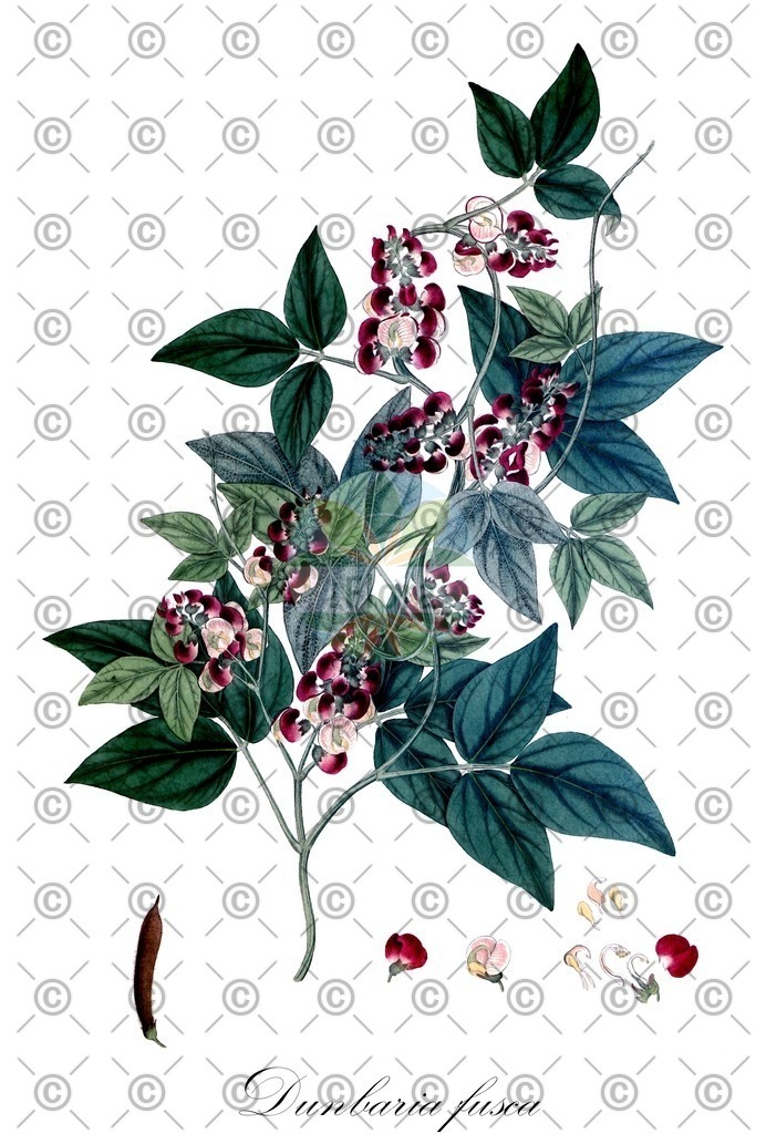HistAbb_wfo-0000157672_1_ENZY_Simple | Historische Abbildung von Dunbaria fusca - Fabaceae | Historical Illustration of Dunbaria fusca - Fabaceae