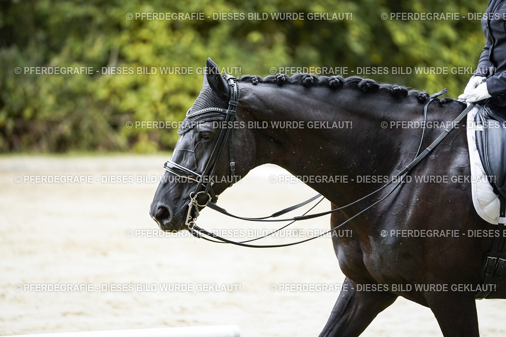 DSC09503 | Pferdegrafie