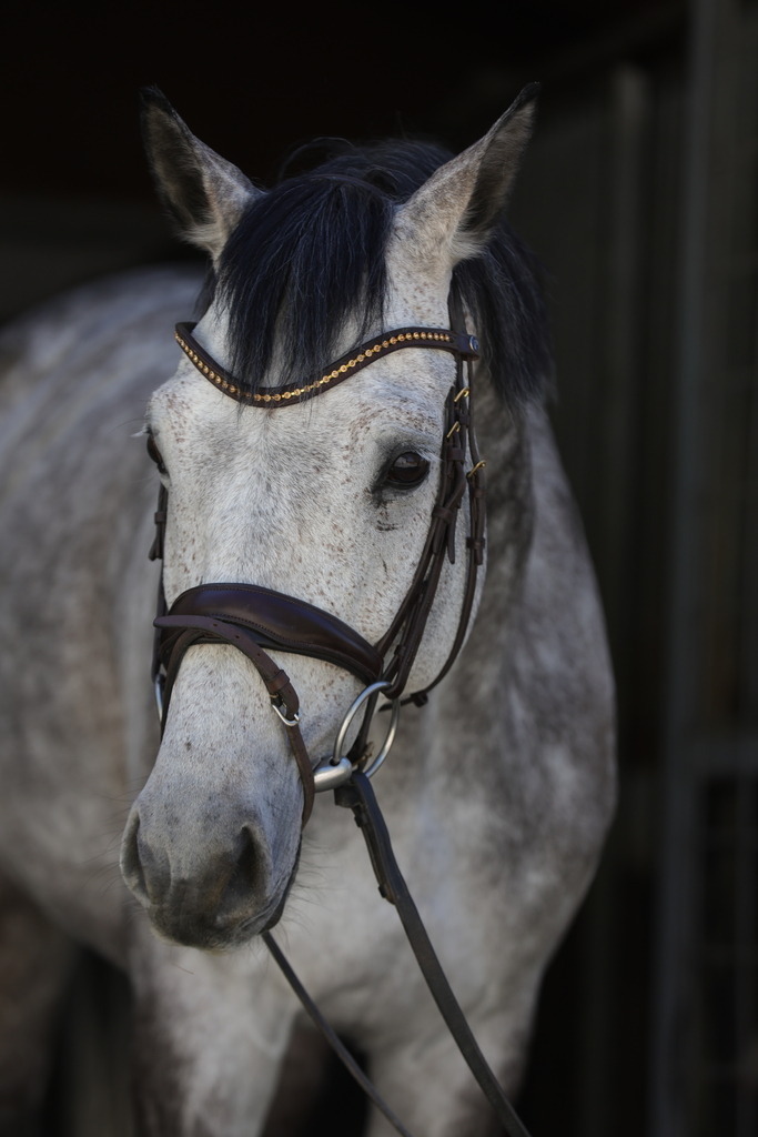 0P6A8966 | Willkommen bei Brunnmayr - Design & Fotografie – Ihrem Spezialisten für Reitturniere und Pferdeveranstaltungen in Oberösterreich, Salzburg und Bayern! Seit über 17 Jahren sind wir leidenschaftlich dabei.