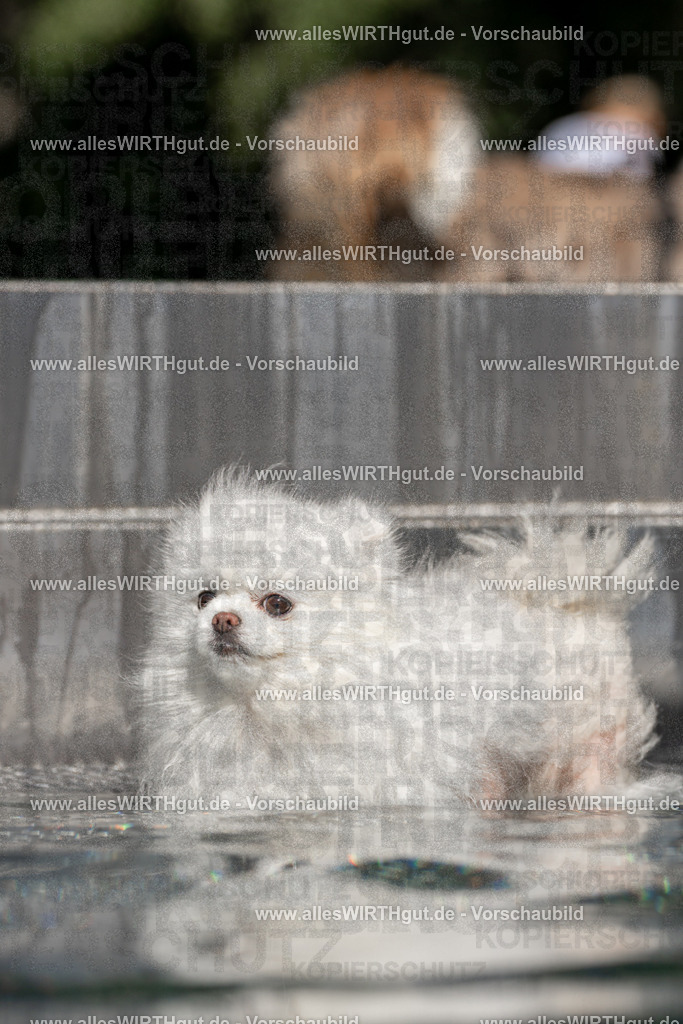Hundeschwimmen_Volksbad_2026-allesWIRTHgut_Tierfotografie-2609061253-FAY06599 | Professionelle Tierfotografie in Mönchengladbach von Daniel Wirth (allesWIRTHgut). Liebevolle & natürliche Bilder von Hunden & Katzen für unvergessliche Erinnerungen.
