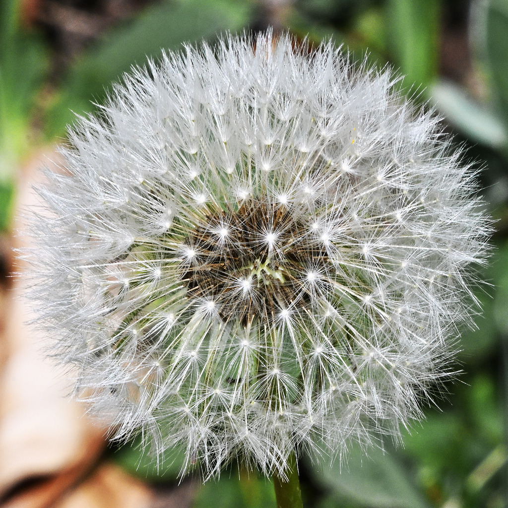 Pusteblume01q - Kopie | lucisnaturbilder - Realisiert mit Pictrs.com