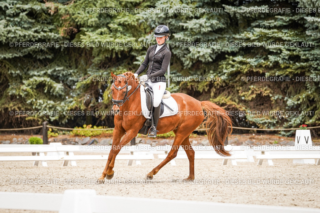 DSC04289 | Pferdegrafie