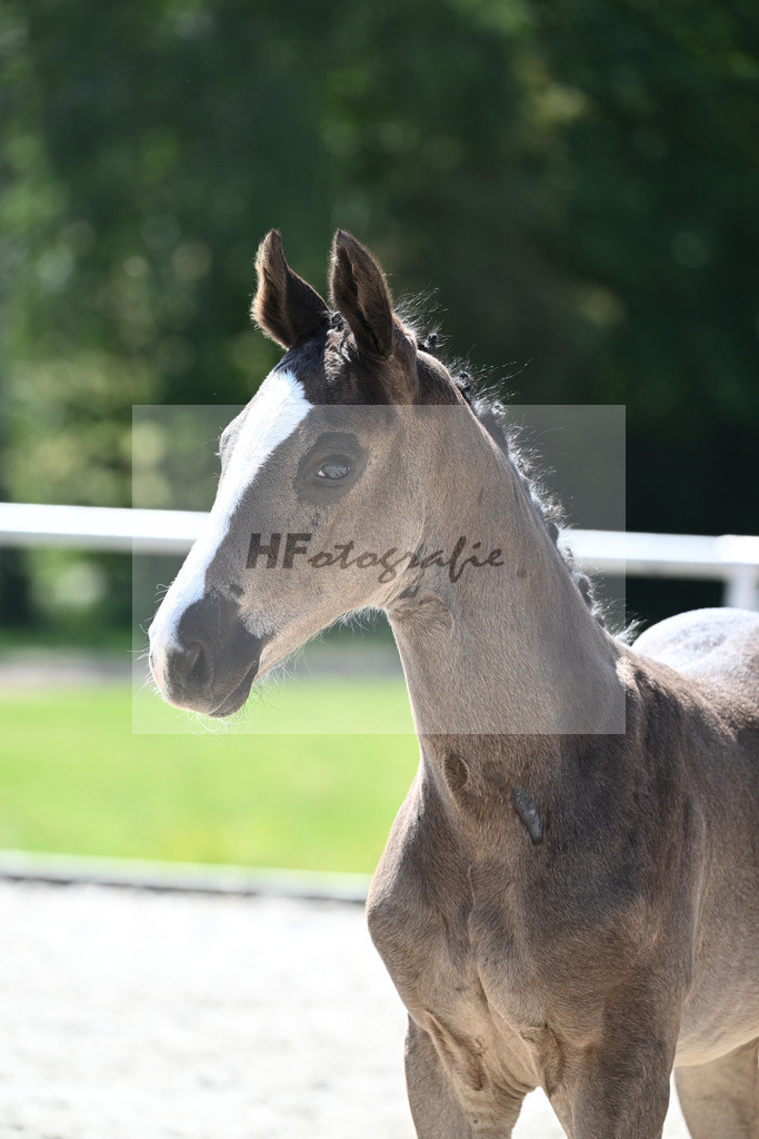 Kat-Nr. 11 HF Ellis_Kloessinger_16230217 | hf-fotografie - Realisiert mit Pictrs.com