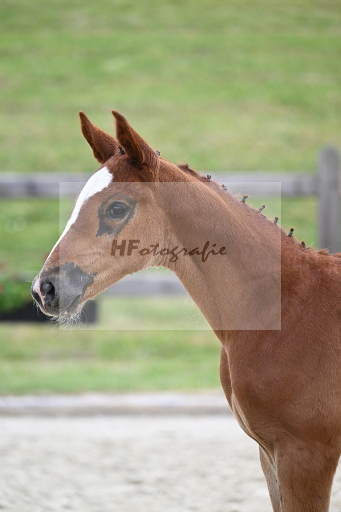 Kat-Nr. 33 SF Denzel von het Meulenhof_Feigl_17231235 | hf-fotografie - Realizzato con Pictrs.com