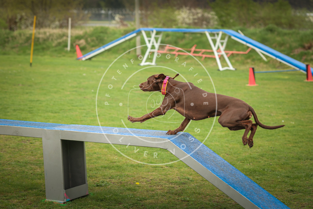 Pfotenfotografie_0L8A1156 | Hundefotografie, Tierfotograf, Pfotenfotografie, Fotoshooting Hund, Hunde Portrait, Hundesport, Hundeportraits, Heideshooting, Hunde, Sportfotograf, Hundefotograf, Turnierhundsport, THS,  - Realisiert mit Pictrs.com