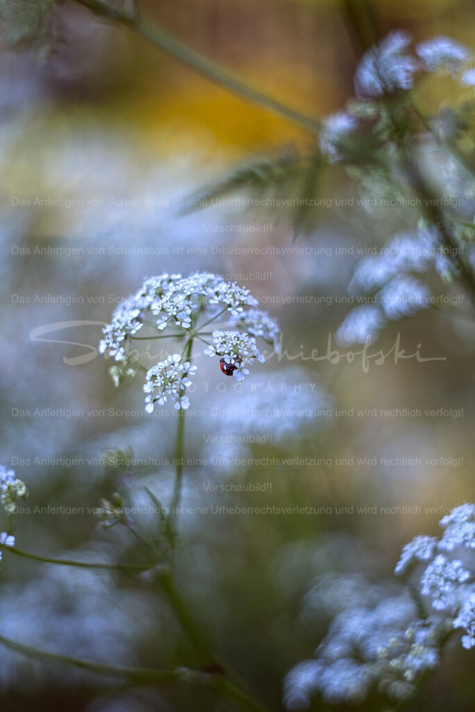 Glückskäfer Glück | Ein Marienkäfer sit an der Unterseite eines Wiesen-Kerbels - Realisiert mit Pictrs.com