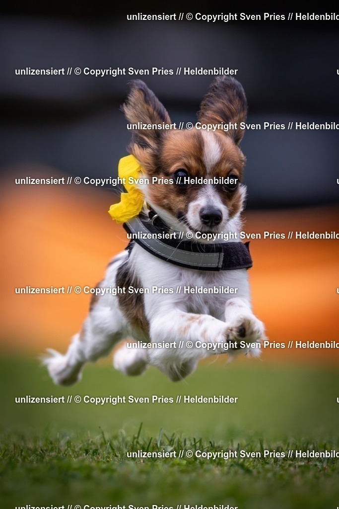 Sven Pries | 19. Allgemeines Hunderennen Karlsruhe Durlach - Realisiert mit Pictrs.com