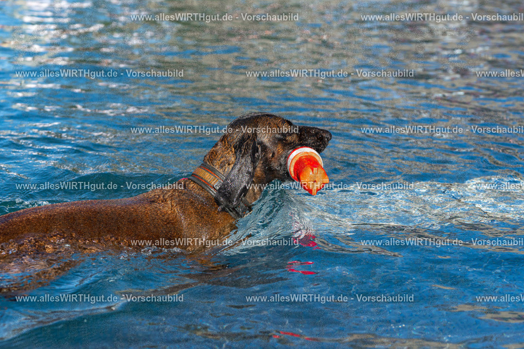 Hundeschwimmen_Volksbad_2026-allesWIRTHgut_Tierfotografie-2609061028-FAY05902 | Professionelle Tierfotografie in Mönchengladbach von Daniel Wirth (allesWIRTHgut). Liebevolle & natürliche Bilder von Hunden & Katzen für unvergessliche Erinnerungen.