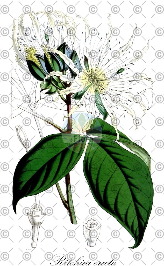 HistAbb_wfo-0000404539_2_ENZY_Simple | Historische Abbildung von Ritchiea erecta - Capparaceae | Historical Illustration of Ritchiea erecta - Capparaceae
