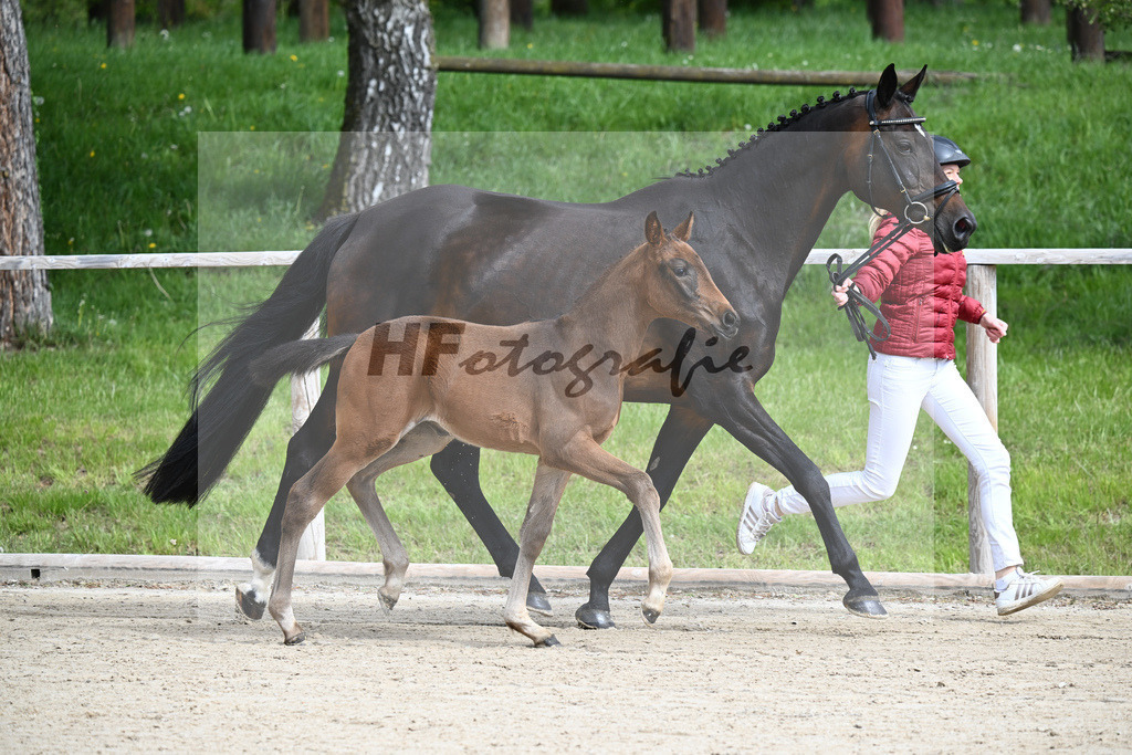 Glamourdale x San Muscadet_SF_Rattenhuber_11240034 | hf-fotografie - Realisiert mit Pictrs.com