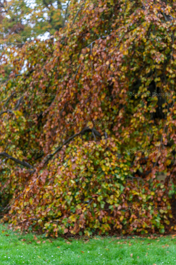 CRO_Autumn_Trees14_Bokeh | sparepix - Realisiert mit Pictrs.com
