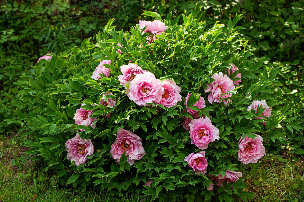 jap.Pfingstrosen_0692a Kopie | japanische Pfingstrosen