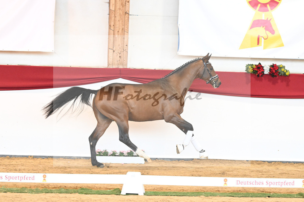 Kat-Nr. 56 Va Pensiero x Desperados_Gestuet Greim_43230821 | hf-fotografie - Realisiert mit Pictrs.com