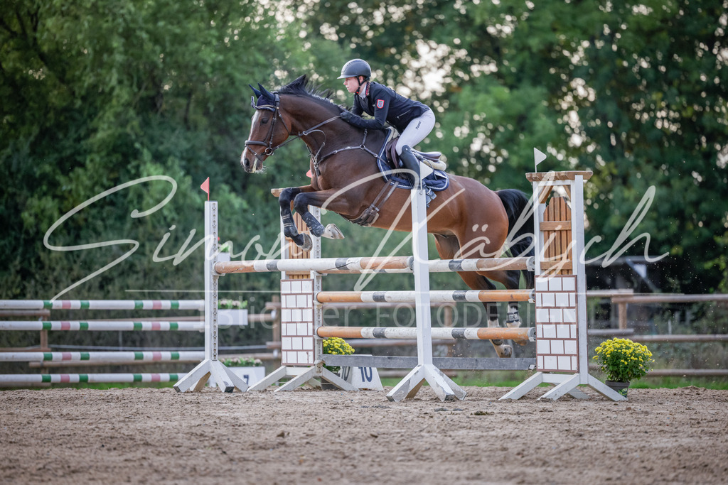 20251012-_3LI5864 | Tierfotografie Pferde, Hunde, Katzen, Haustiere.
Turnierfotografie Reitturniere, Reiten, Springreiten, Dressur in Hanau, dem Main-Kinzig-Kreis und dem Rhein-Main- Gebiet um Frankfurt