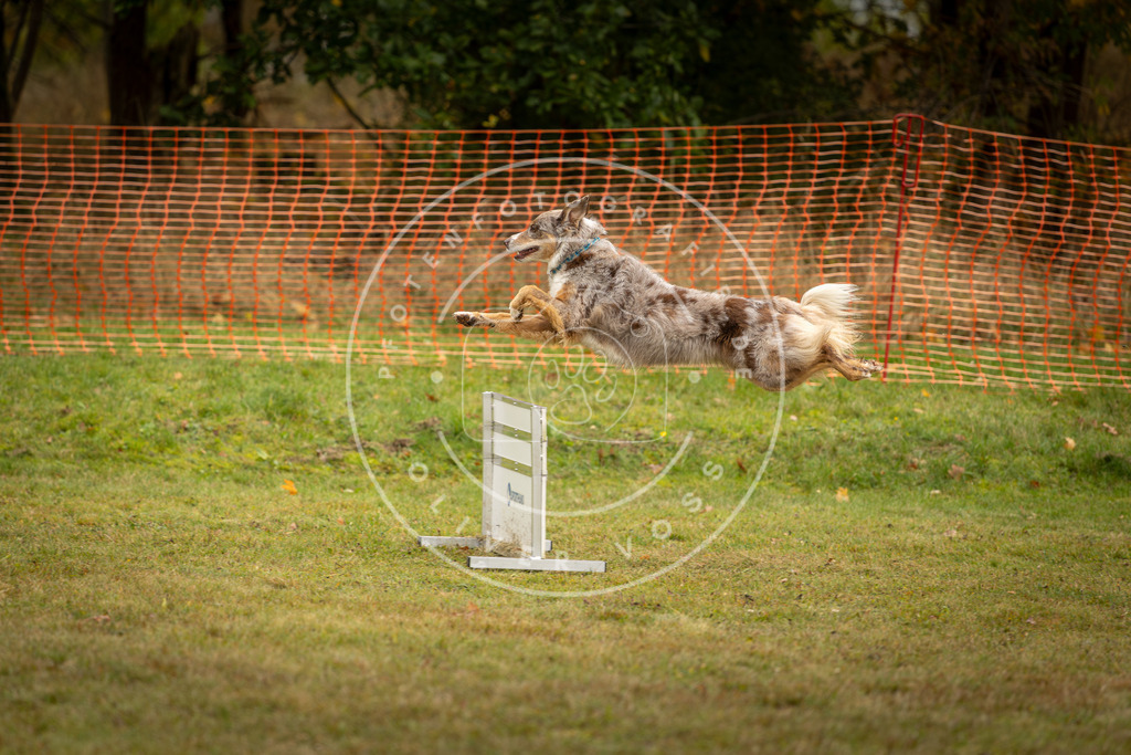 Pfotenfotografie_DV3A2572 | Hundefotografie, Tierfotograf, Pfotenfotografie, Fotoshooting Hund, Hunde Portrait, Hundesport, Hundeportraits, Heideshooting, Hunde, Sportfotograf, Hundefotograf, Turnierhundsport, THS,  - Realisiert mit Pictrs.com