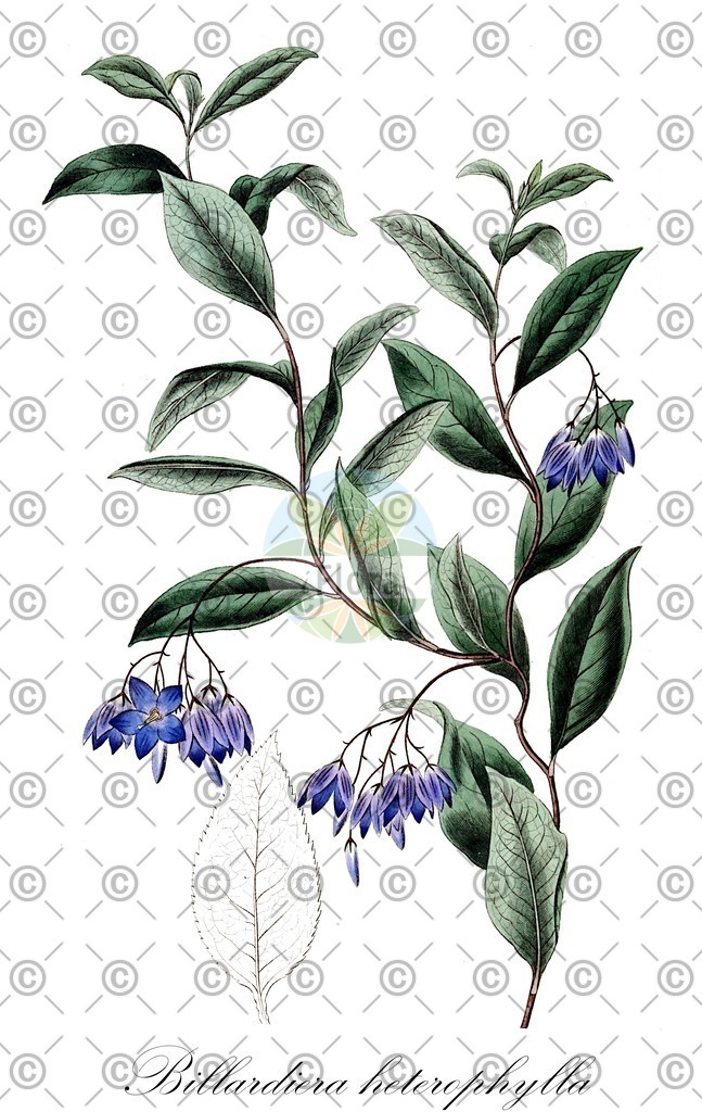 HistAbb_wfo-0000565344_1_ENZY_Simple | Historische Abbildung von Billardiera heterophylla - Pittosporaceae | Historical Illustration of Billardiera heterophylla - Pittosporaceae