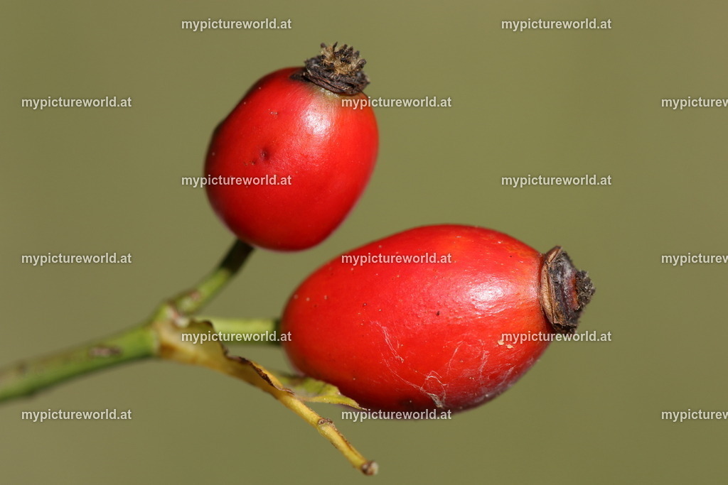 Hundsrose-018 | Das Bilderarchiv über Tiere, Planzen und Landschaften. In der Bilddatenbank finden Sie ein große Auswahl an hochwertigen Bilder für Ihre Werbung - Realisiert mit Pictrs.com