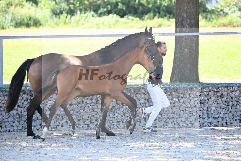 Kat-Nr. 3 Estobar NRW x Dante Weltino_SF_Arnold_26250344 | hf-fotografie - Realisiert mit Pictrs.com