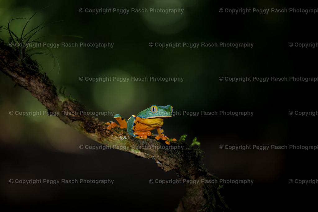 Frösche (2) | PeggyRaschPhotography - Realisiert mit Pictrs.com