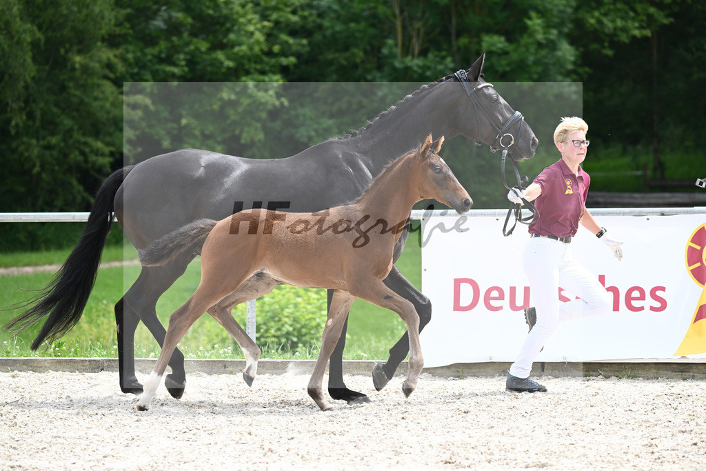 Fusionist x Dohnany I_HF_Stall Julani_20240431 | hf-fotografie - Realisiert mit Pictrs.com