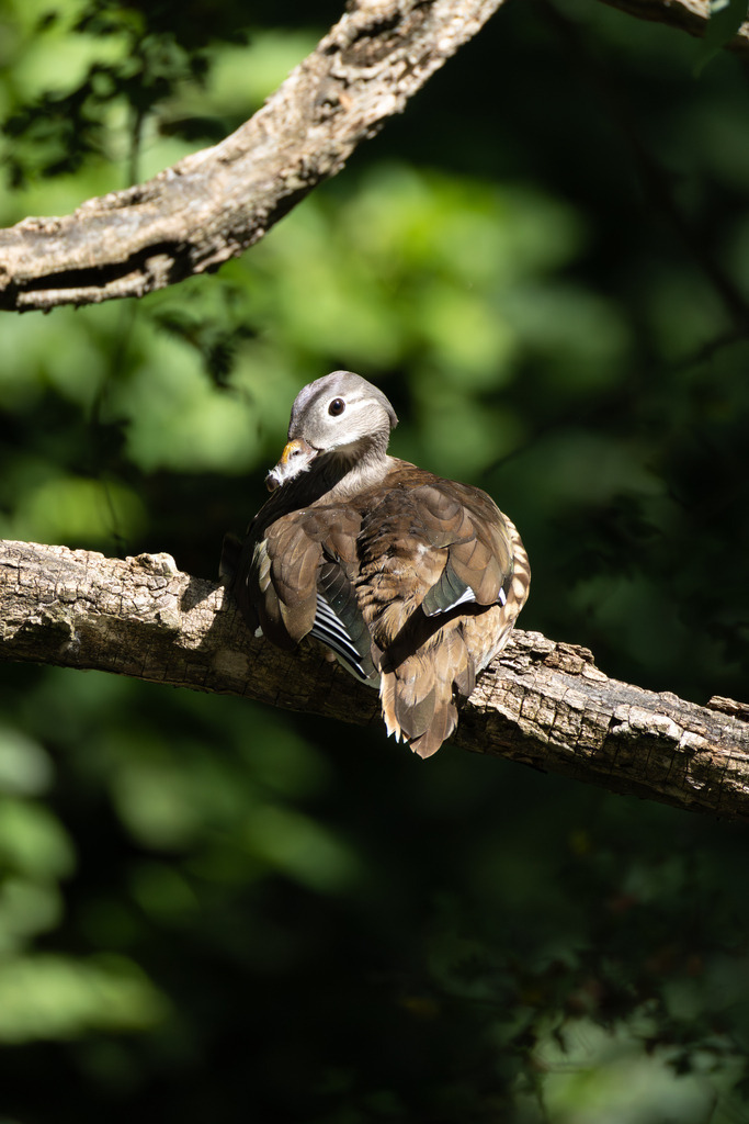 Die Mandarinente | Die Mandarinente ist eine Art aus der Familie der Entenvögel, die ursprünglich in Ostasien beheimatet ist. Ihr natürliches Verbreitungsgebiet erstreckt sich über Teile Nordostchinas, das Amurgebiet und Japan.
In Europa ist die Mandarinente keine einheimische Art. Sie wurde bereits im 18. Jahrhundert als Ziervogel eingeführt und primär in Parkanlagen gehalten. Die heute in vielen europäischen Ländern, darunter Großbritannien, Deutschland und den Niederlanden, freilebenden Populationen gehen auf entflogene Vögel aus Gefangenschaftshaltung zurück. Diese als Neozoen bezeichneten Populationen haben sich erfolgreich etabliert und sind aufgrund ihrer Kälteunempfindlichkeit und Ortstreue vielerorts ganzjährig zu beobachten. - Realisiert mit Pictrs.com