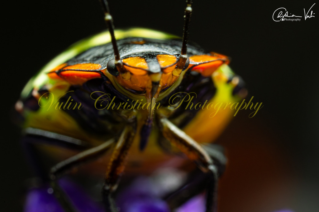 K 19 | Christian Vulin  - Realisiert mit Pictrs.com