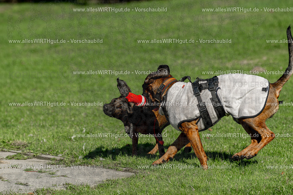 Hundeschwimmen_Volksbad_2026-allesWIRTHgut_Tierfotografie-2609061037-094717-7R509067 | Professionelle Tierfotografie in Mönchengladbach von Daniel Wirth (allesWIRTHgut). Liebevolle & natürliche Bilder von Hunden & Katzen für unvergessliche Erinnerungen.
