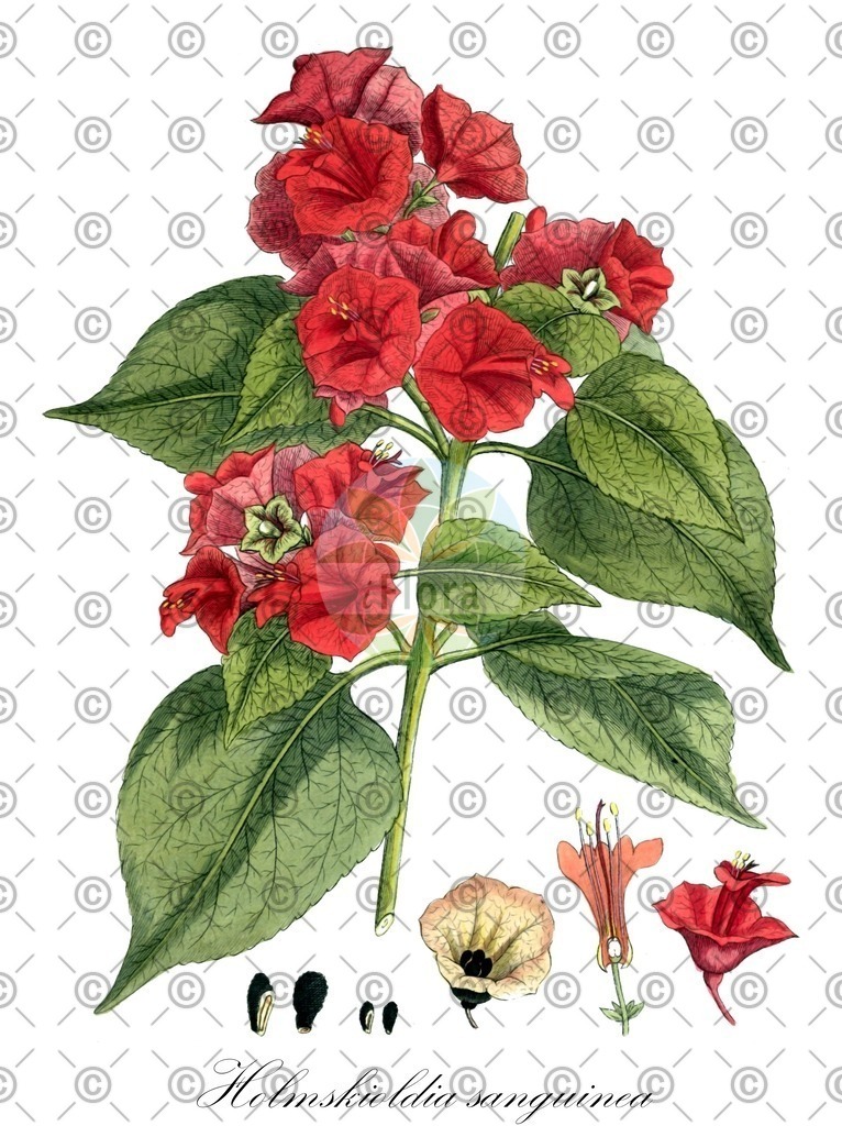 HistAbb_wfo-0000088047_1_ENZY_Simple | Historische Abbildung von Holmskioldia sanguinea - Lamiaceae | Historical Illustration of Holmskioldia sanguinea - Lamiaceae