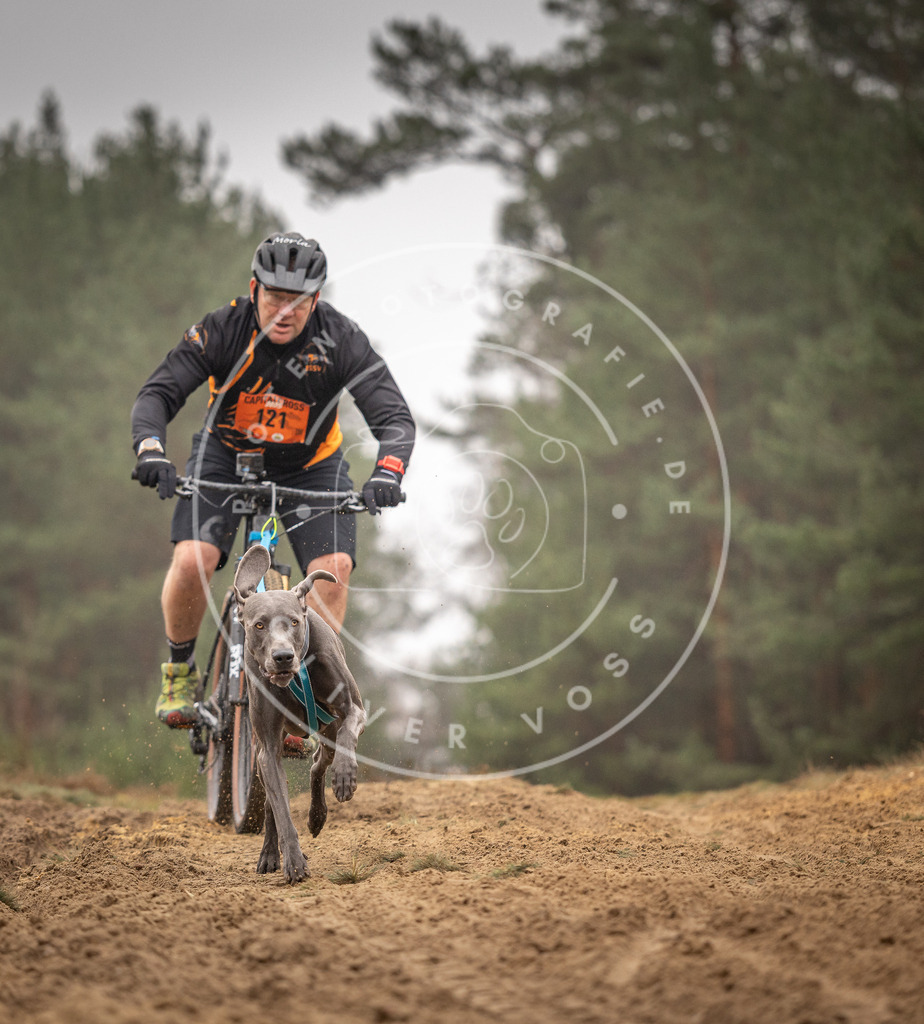 Pfotenfotografie_DV3A3520 | Hundefotografie, Tierfotograf, Pfotenfotografie, Fotoshooting Hund, Hunde Portrait, Hundesport, Hundeportraits, Heideshooting, Hunde, Sportfotograf, Hundefotograf, Turnierhundsport, THS,  - Realisiert mit Pictrs.com