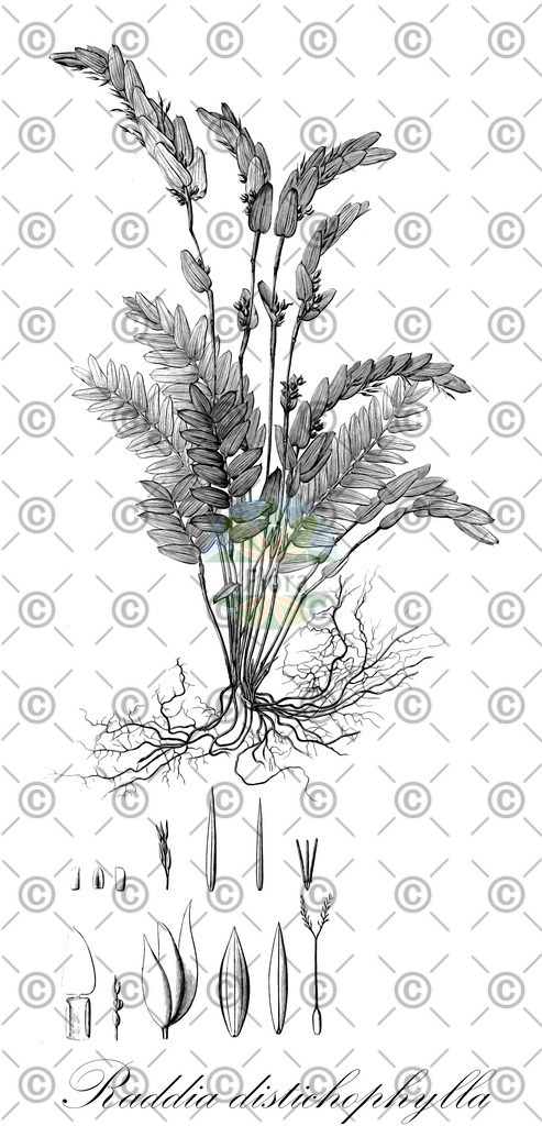 HistAbb_wfo-0000778750_1_ENZY_Simple | Historische Abbildung von Raddia distichophylla - Poaceae | Historical Illustration of Raddia distichophylla - Poaceae
