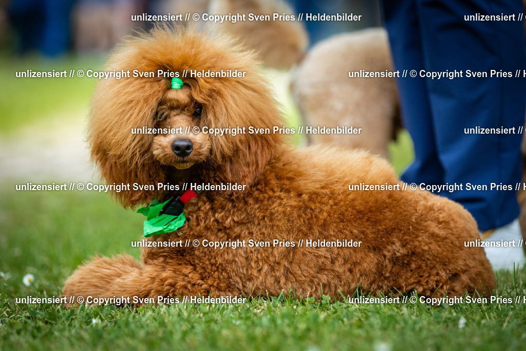 Sven Pries | 2025-05-29 - Pudelrennen KA-Durlach - Realisiert mit Pictrs.com