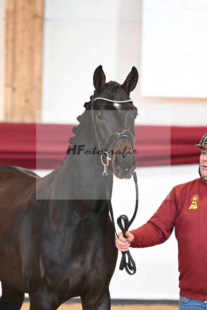 Kat-Nr. 19 v. Desperados_Reesink Horses_66220291 | hf-fotografie - Realisiert mit Pictrs.com