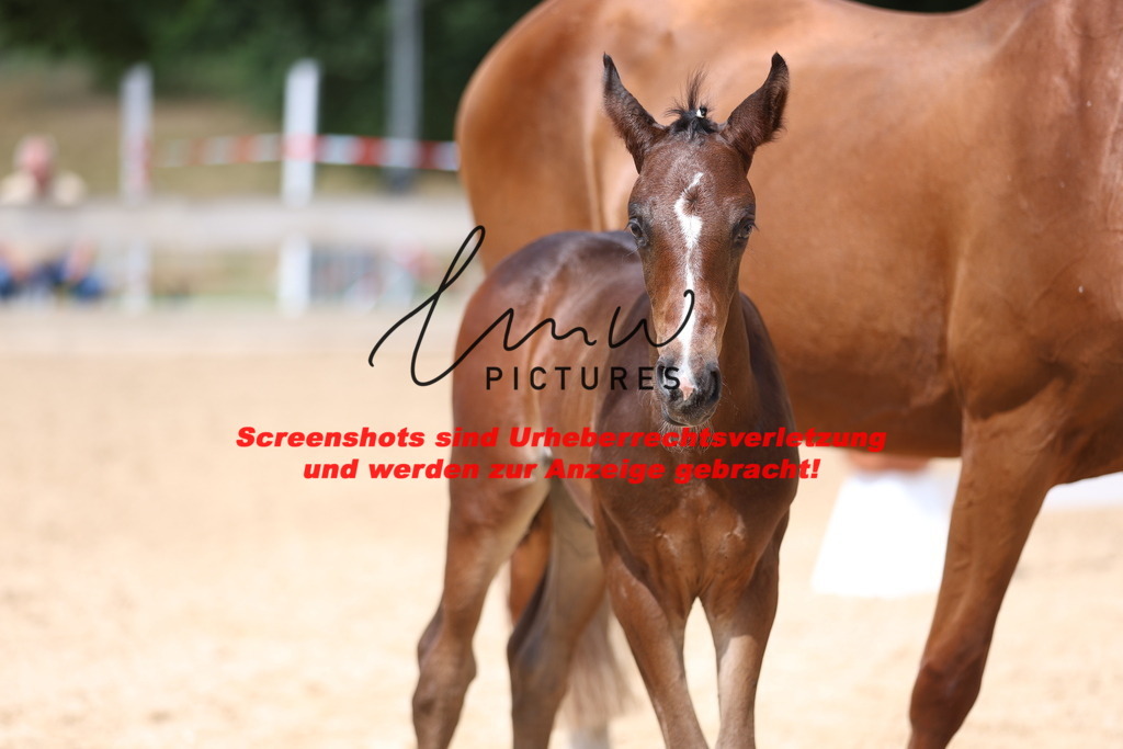 Fohlenschau_Schwäbisch_Hall_dressurbetonte_Fohlen_KN 15_12 | lmwpictures - Realisiert mit Pictrs.com