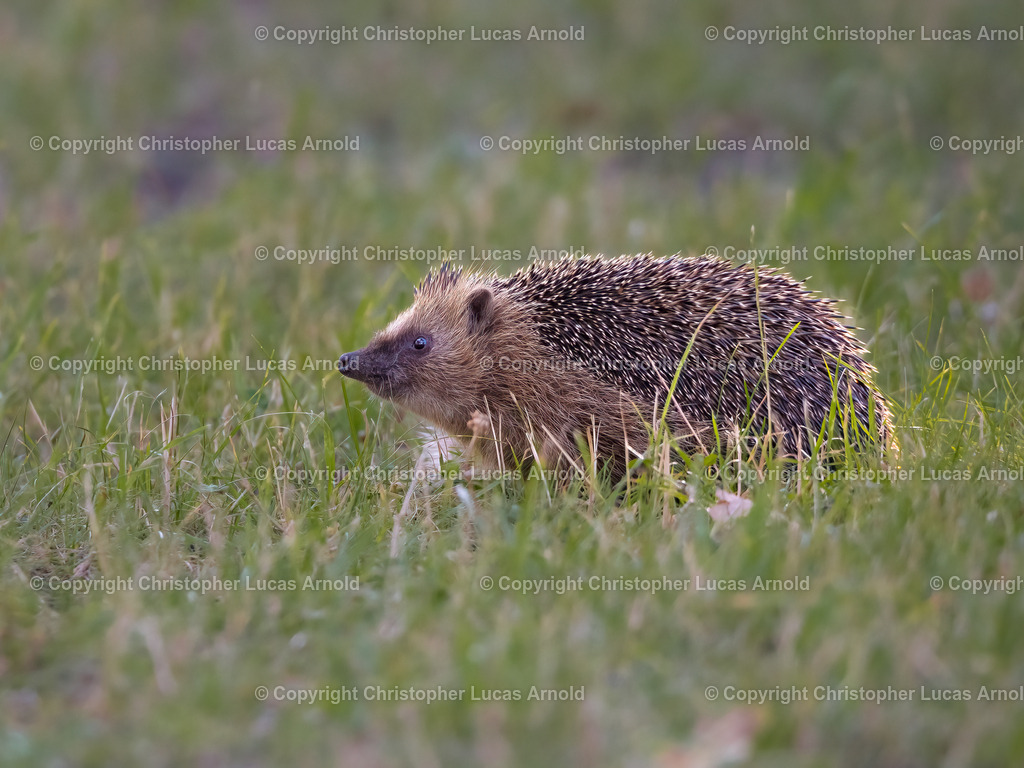 Igel | bildkomponist - Realisiert mit Pictrs.com