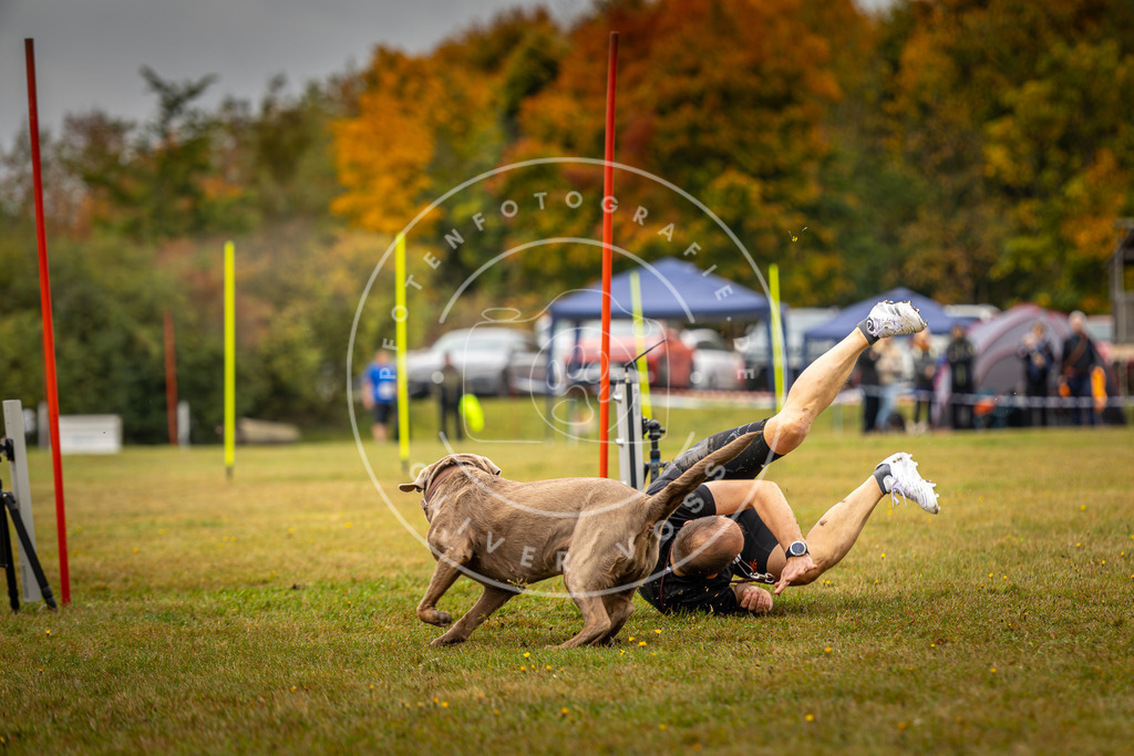 Pfotenfotografie_DV3A2337 | Hundefotografie, Tierfotograf, Pfotenfotografie, Fotoshooting Hund, Hunde Portrait, Hundesport, Hundeportraits, Heideshooting, Hunde, Sportfotograf, Hundefotograf, Turnierhundsport, THS,  - Realisiert mit Pictrs.com