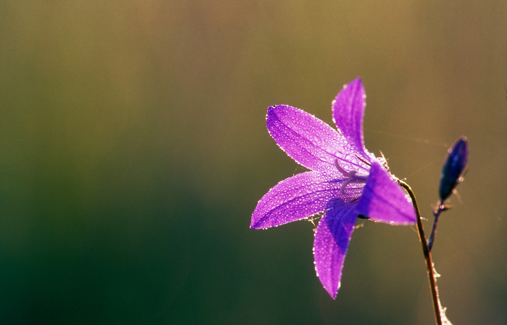 Glockenblumen in Wiese | Heiligenkreuz, Austria - May 19, 2009: Glockenblumen in der Wiese, Nahaufnahme. - Realisiert mit Pictrs.com
